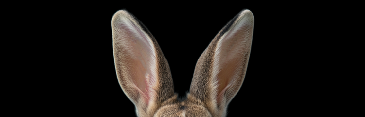 Nahaufnahme eines Kaninchenkopfes mit langen, aufgerichteten Ohren vor schwarzem Hintergrund.